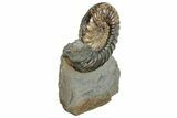 Jurassic Ammonite (Asteroceras) Fossil - Dorset, England #240740-2
